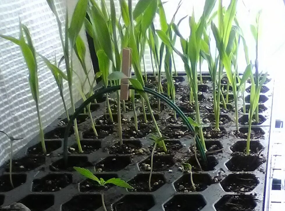 Entrepreneurs Tobique First Nation